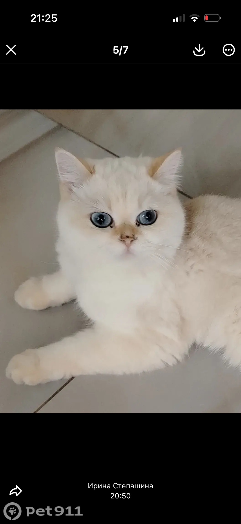 Пропала кошка в Москве — фото объявления