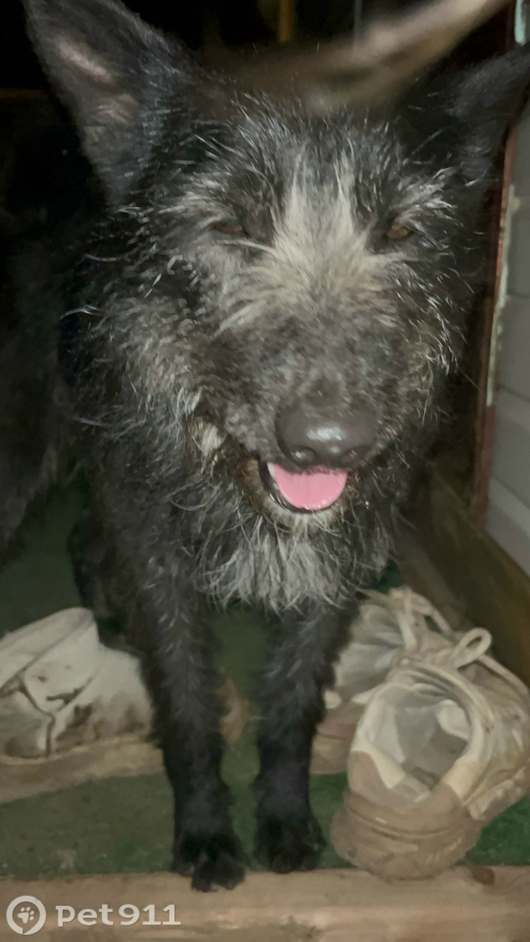 Найдена собака в Москве — фото объявления