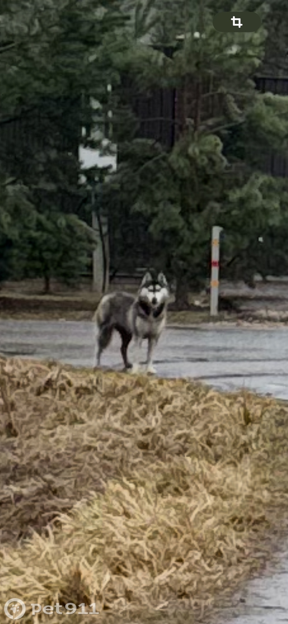 Найдена собака в Москве — фото объявления