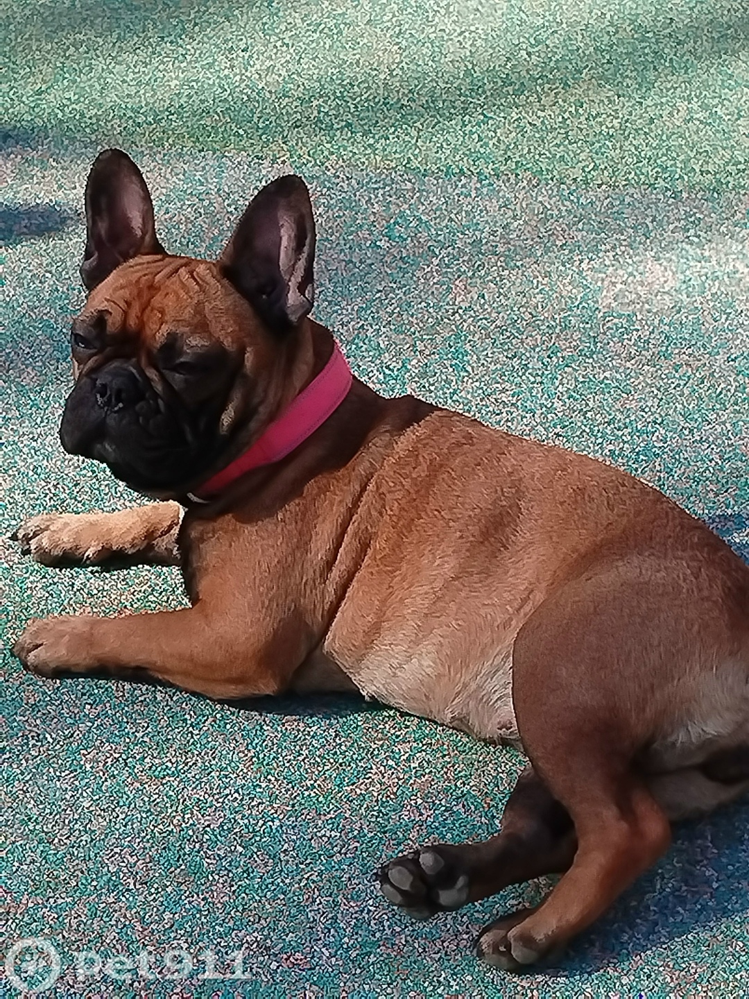 Пропала собака в Москве — фото объявления