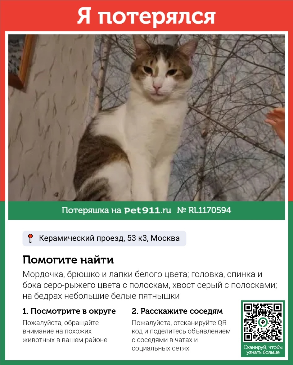 Пропала кошка в Москве — фото объявления