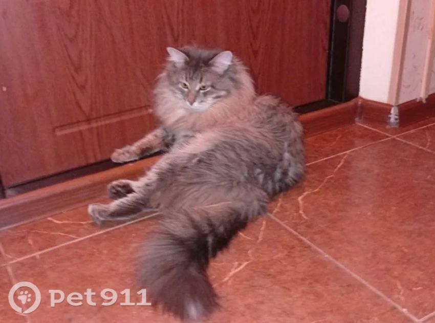 Пропала кошка в Москве — фото объявления