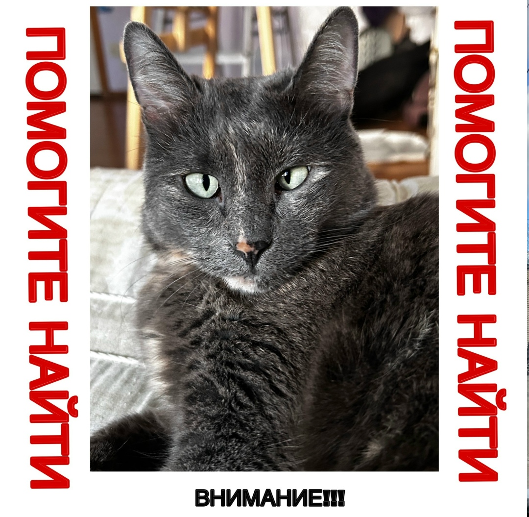 Пропала кошка в Москве — фото объявления