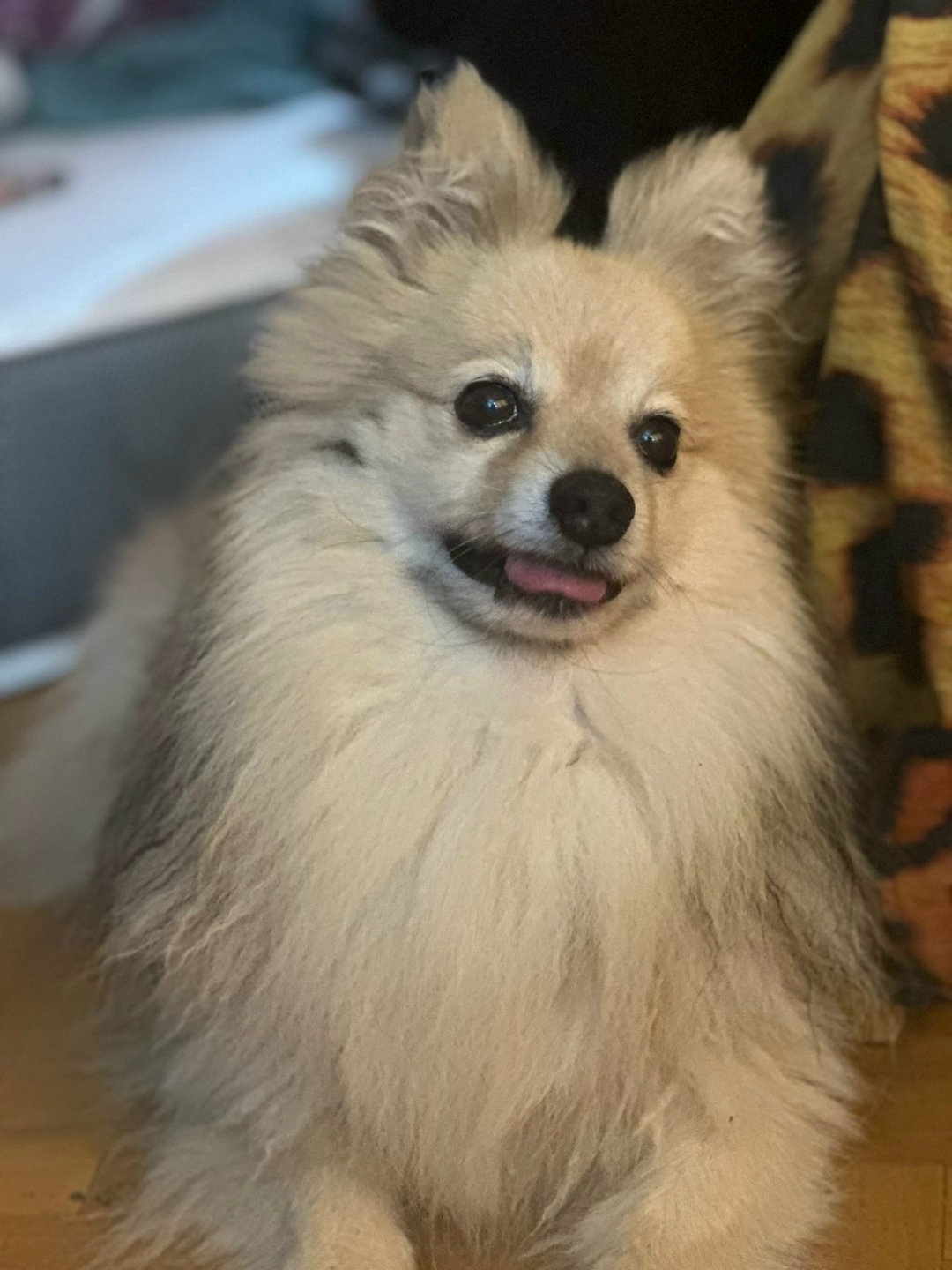 Найдена собака в Москве — фото объявления