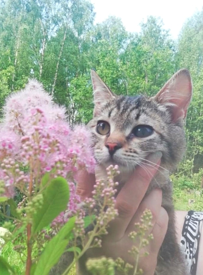 Найдена собака в Москве — фото объявления