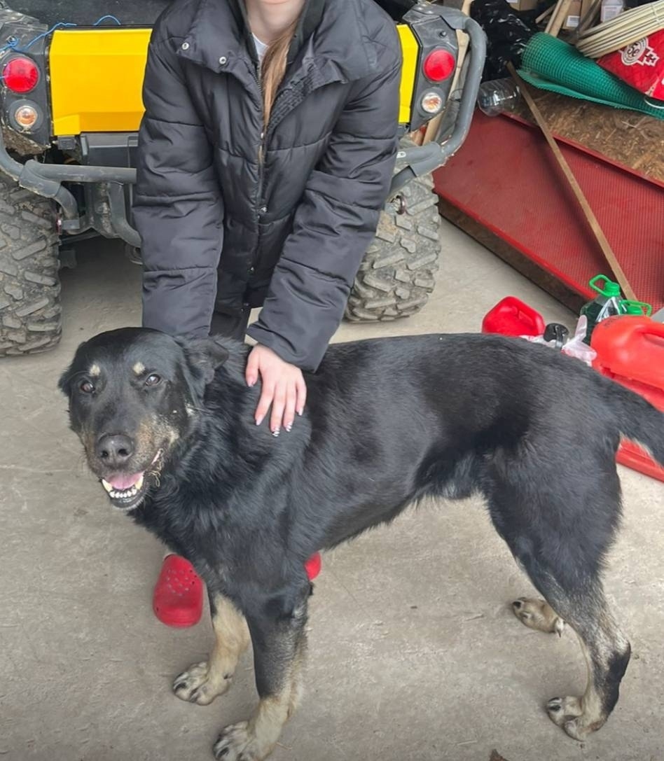 Пропала собака в Москве — фото объявления