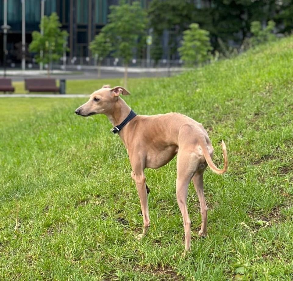 Пропала собака в Москве — фото объявления