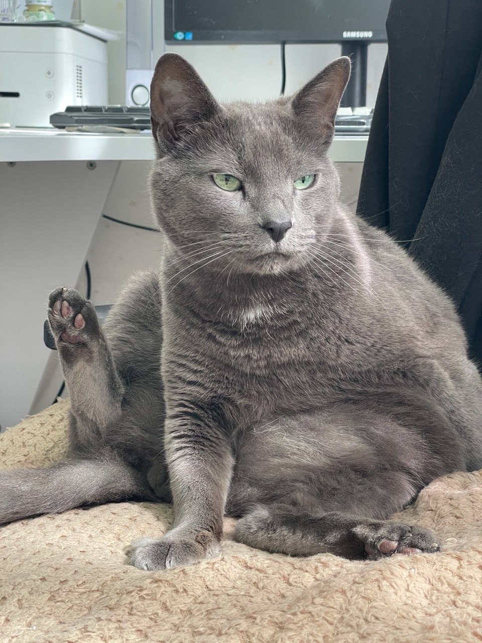 Пропала кошка в Москве — фото объявления