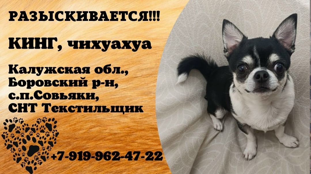 Пропала собака в Москве — фото объявления