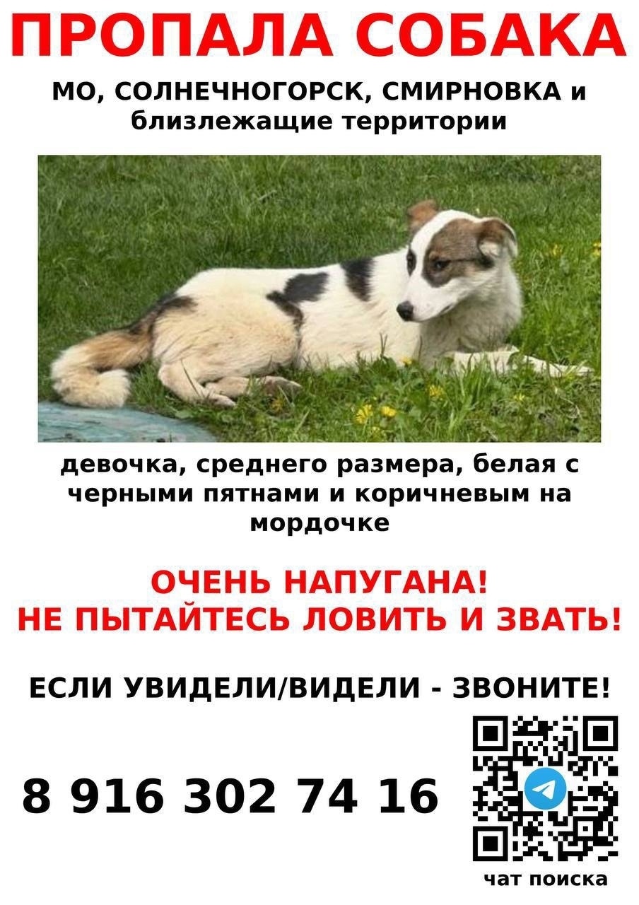 Пропала собака в Москве — фото объявления