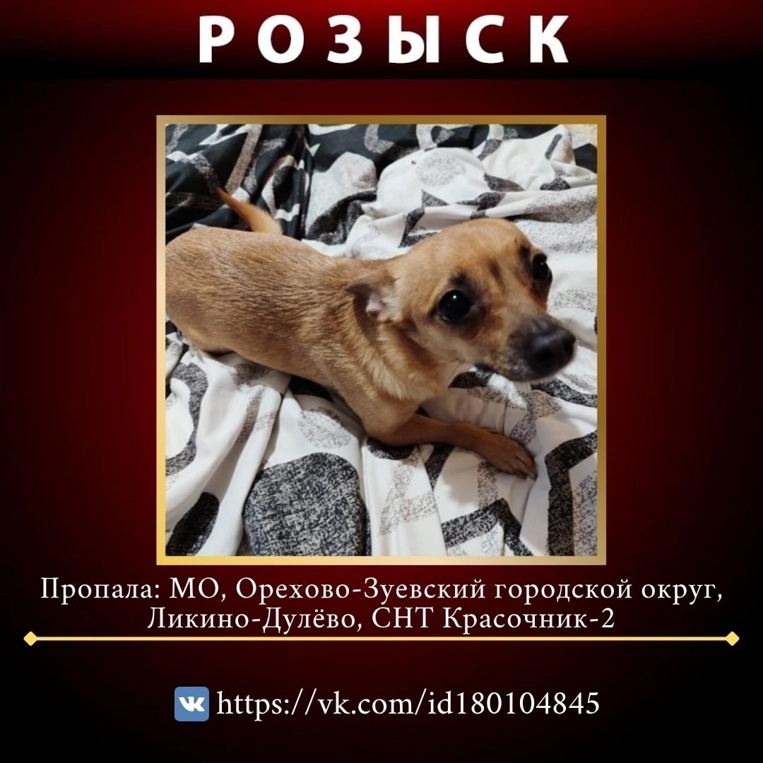 Пропала собака в Москве — фото объявления