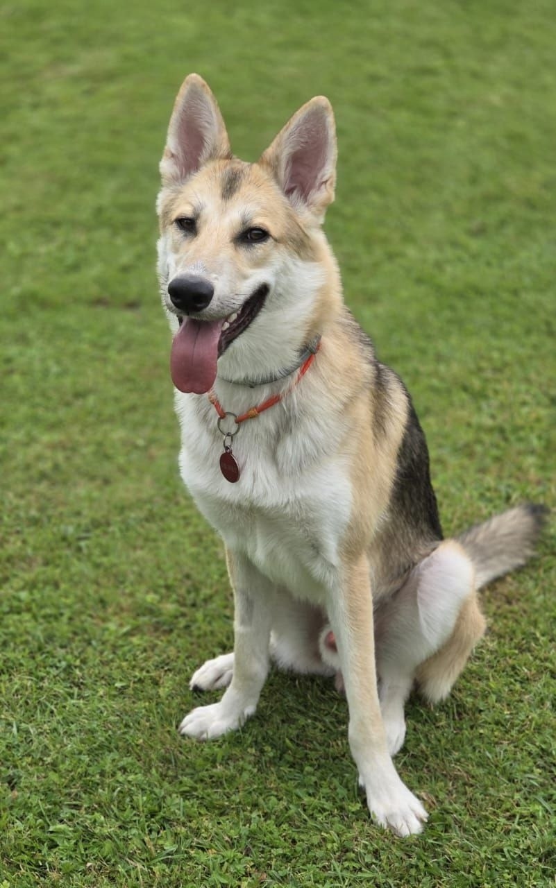 Найдена собака в Москве — фото объявления