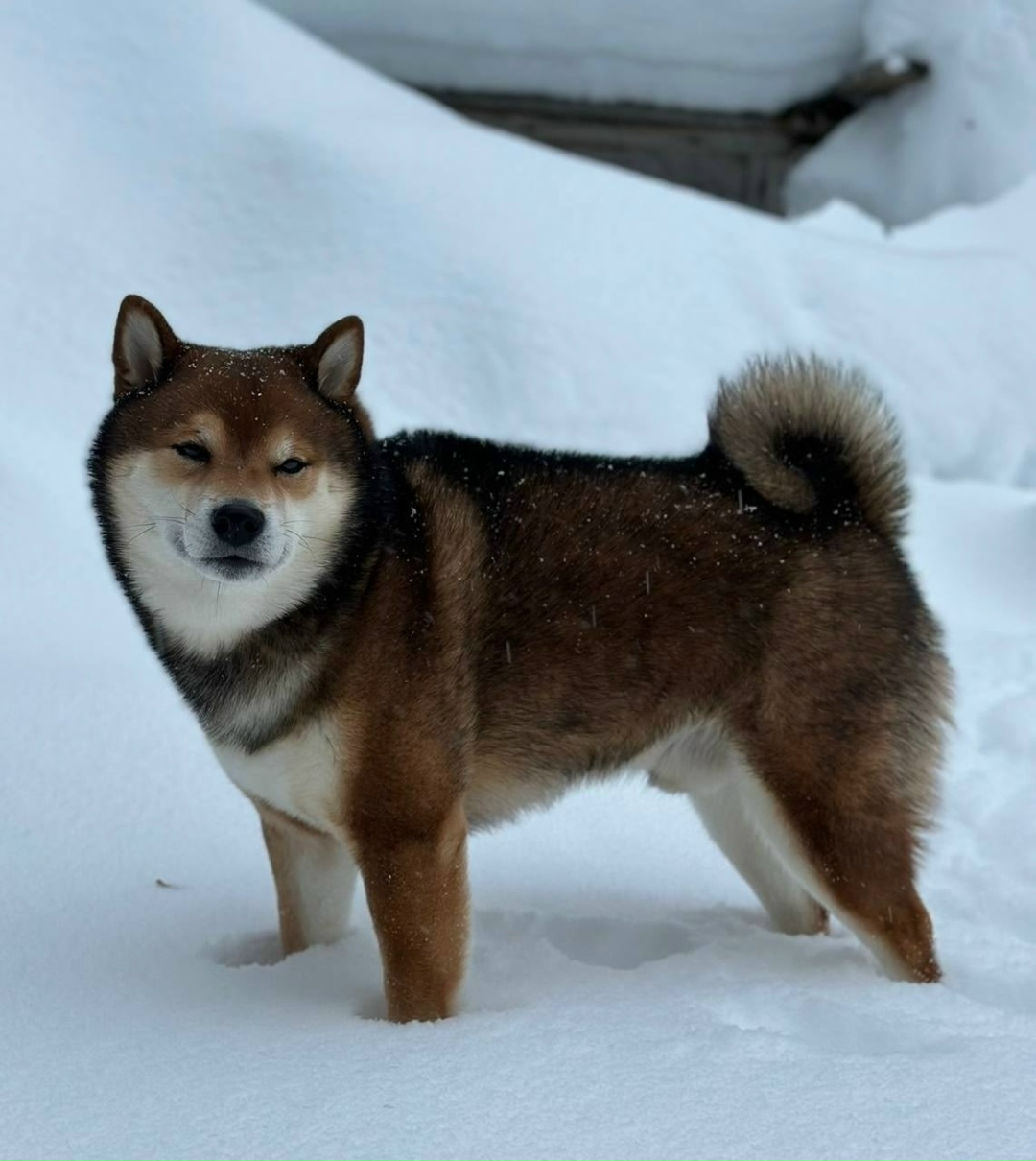 Найдена собака в Москве — фото объявления
