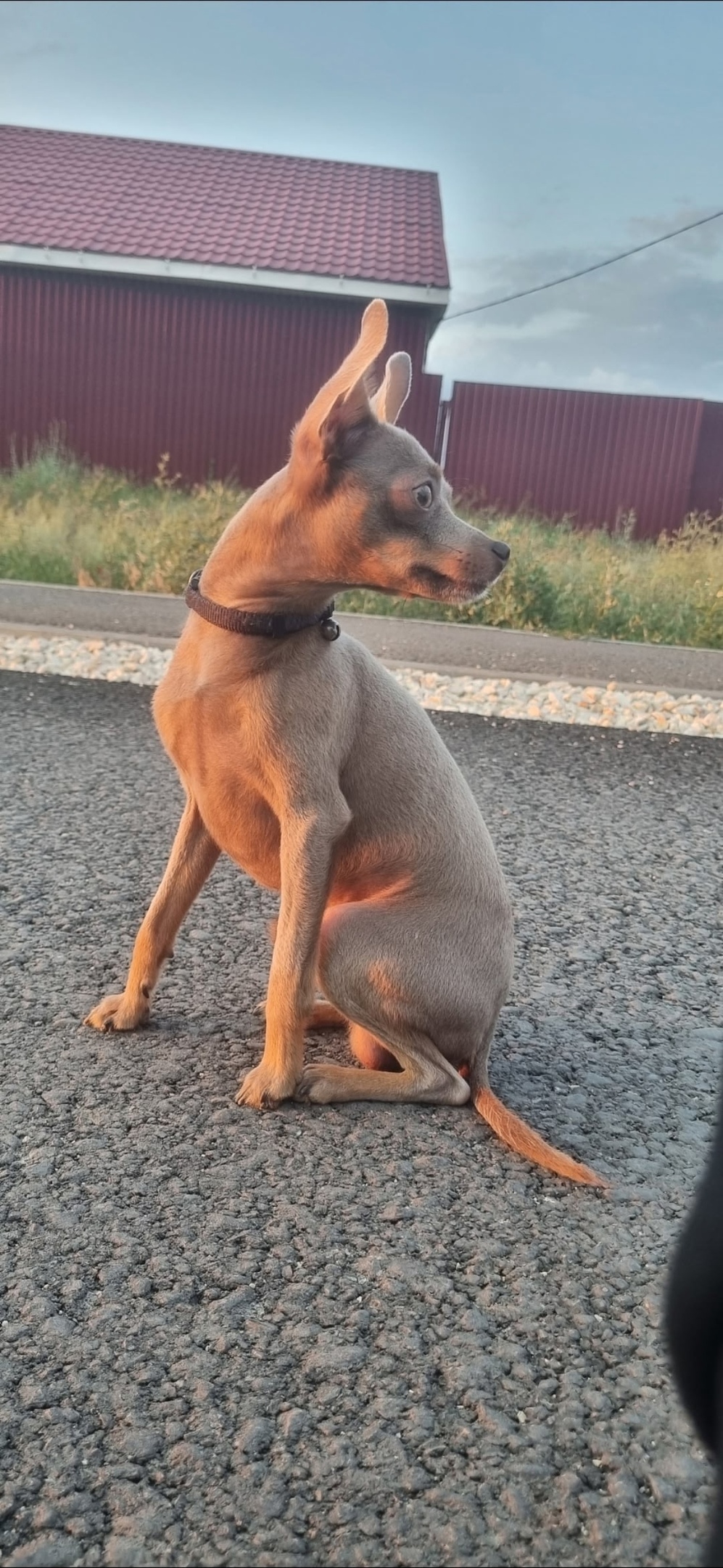 Пропала собака в Волгограде — фото объявления