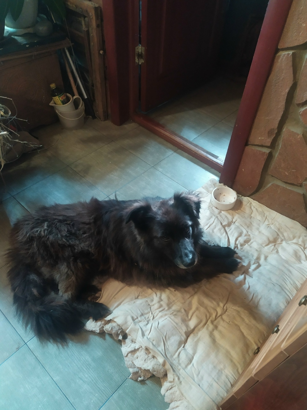 Пропала собака в Волгограде — фото объявления