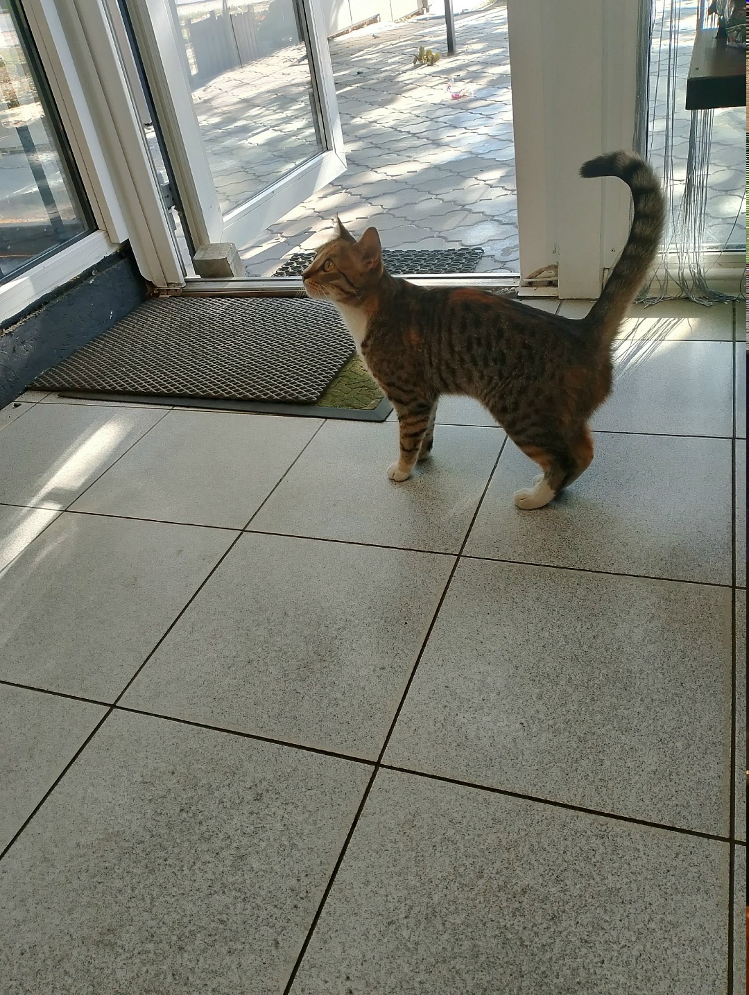 Пропала кошка в Волгограде — фото объявления