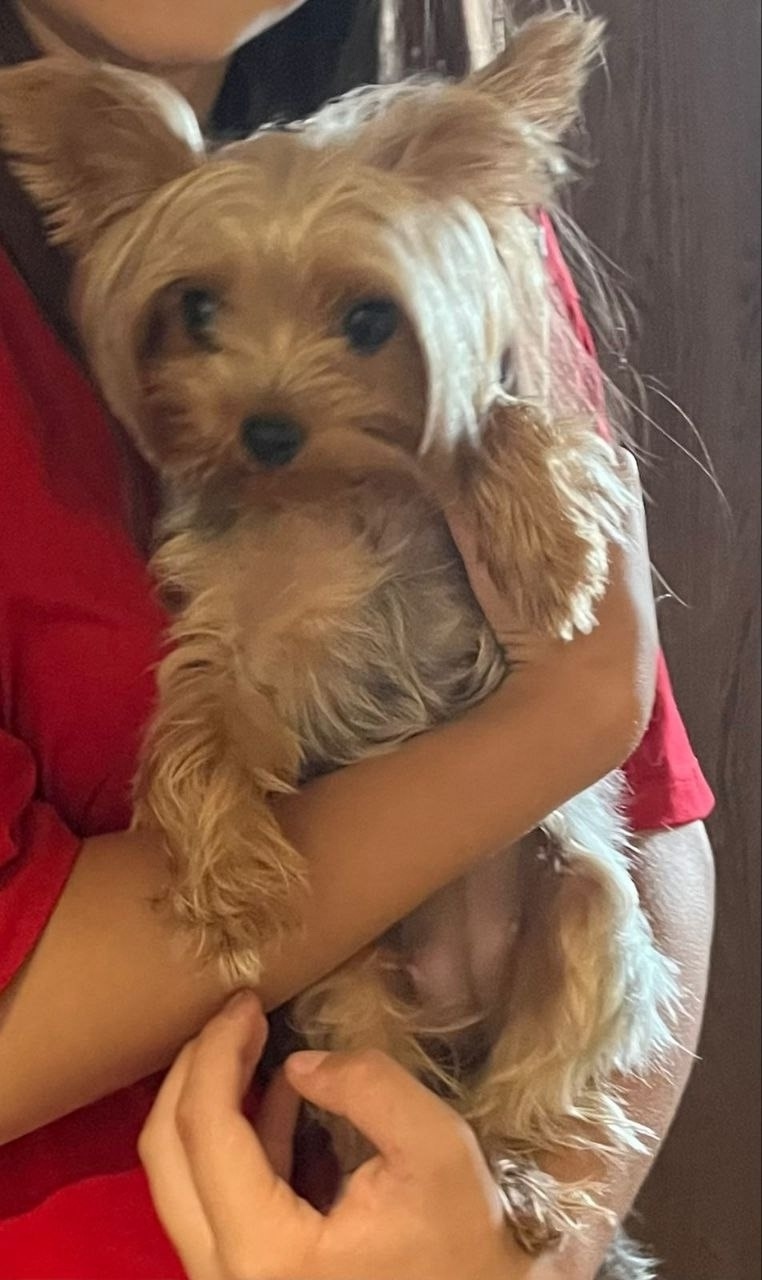 Пропала собака в Волгограде — фото объявления