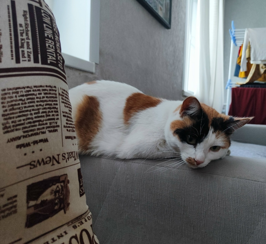 Пропала кошка в Волгограде — фото объявления