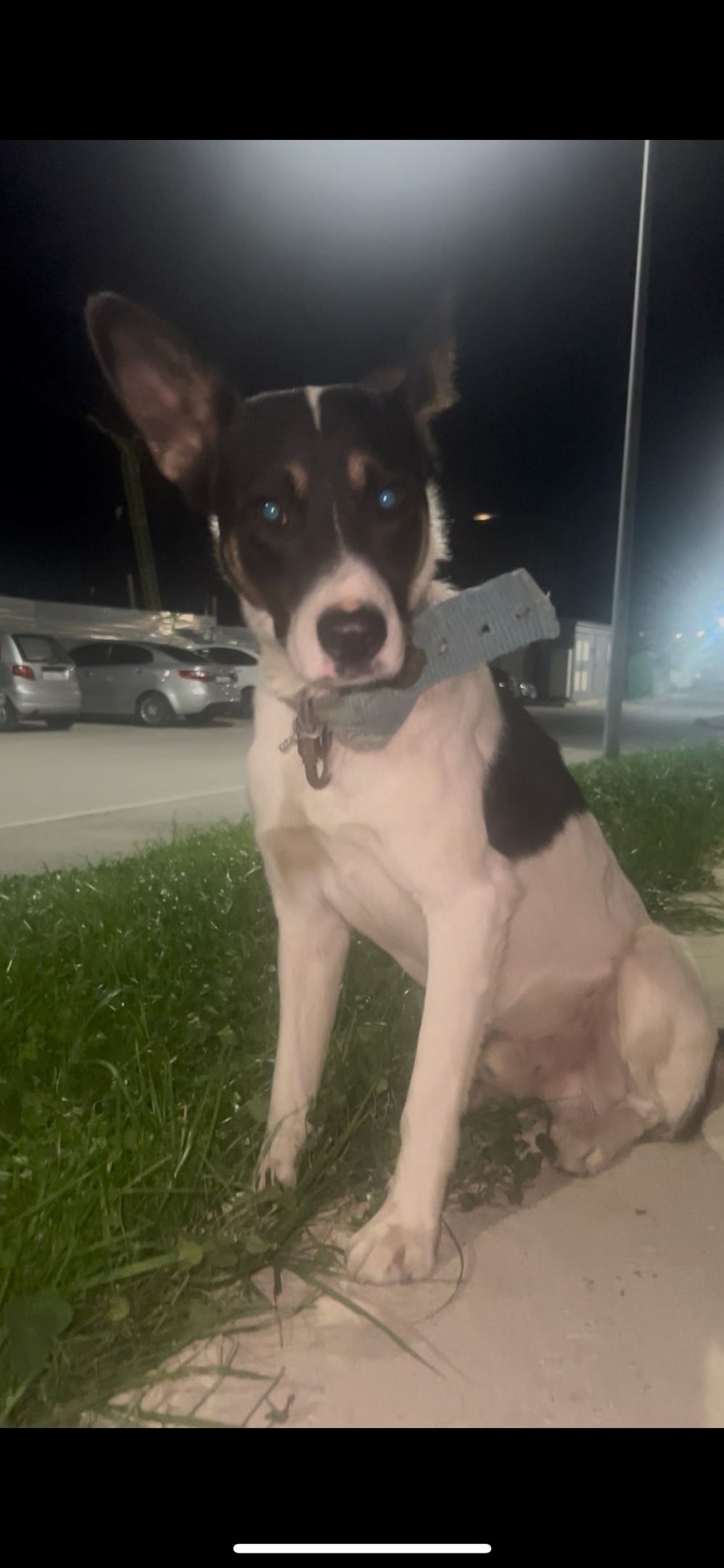 Найдена собака в Волгограде — фото объявления