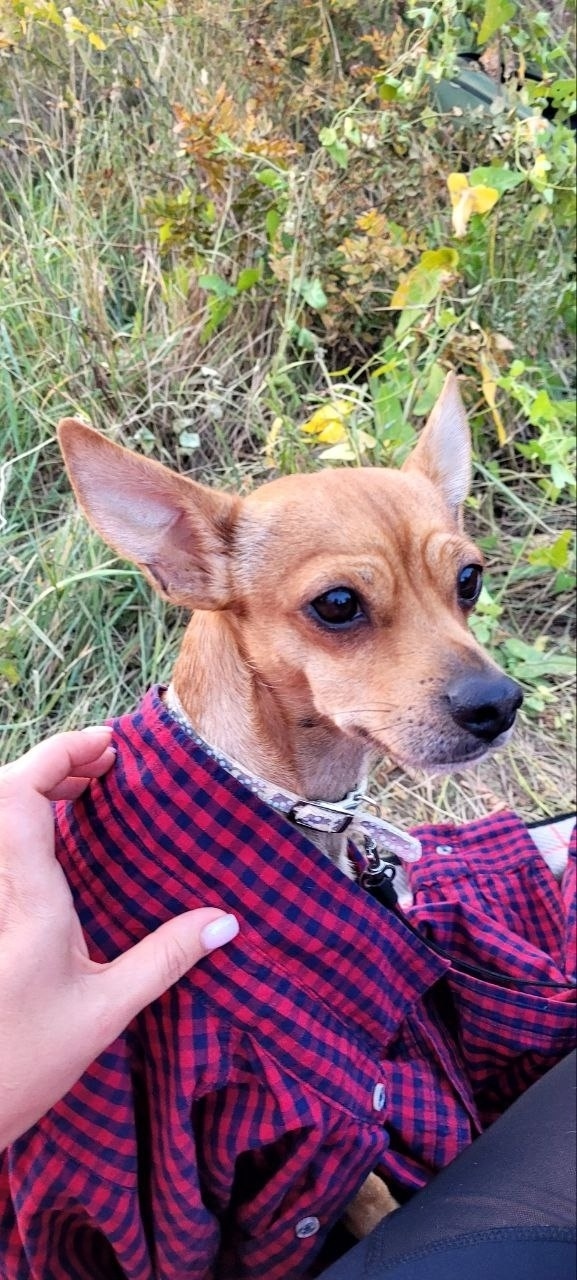 Пропала собака в Волгограде — фото объявления