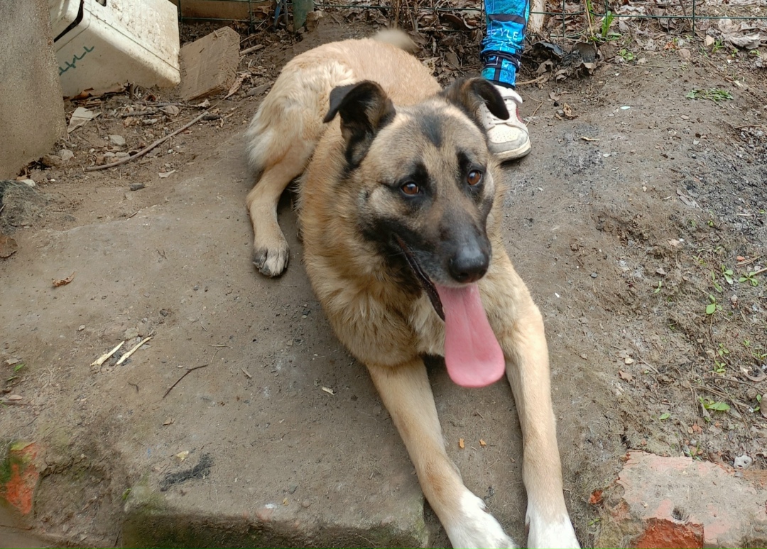 Пропала собака в Волгограде — фото объявления