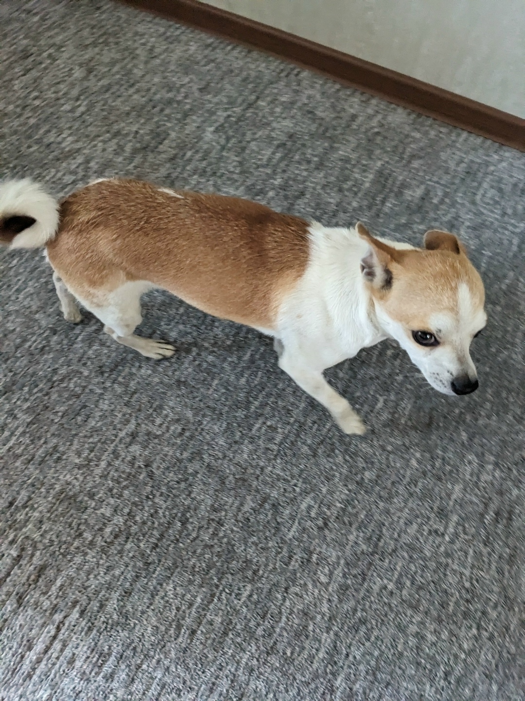 Найдена собака в Волгограде — фото объявления