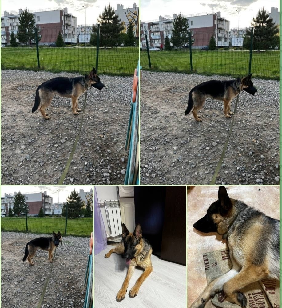 Пропала собака в Волгограде — фото объявления