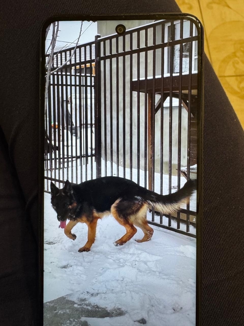 Пропала собака в Волгограде — фото объявления