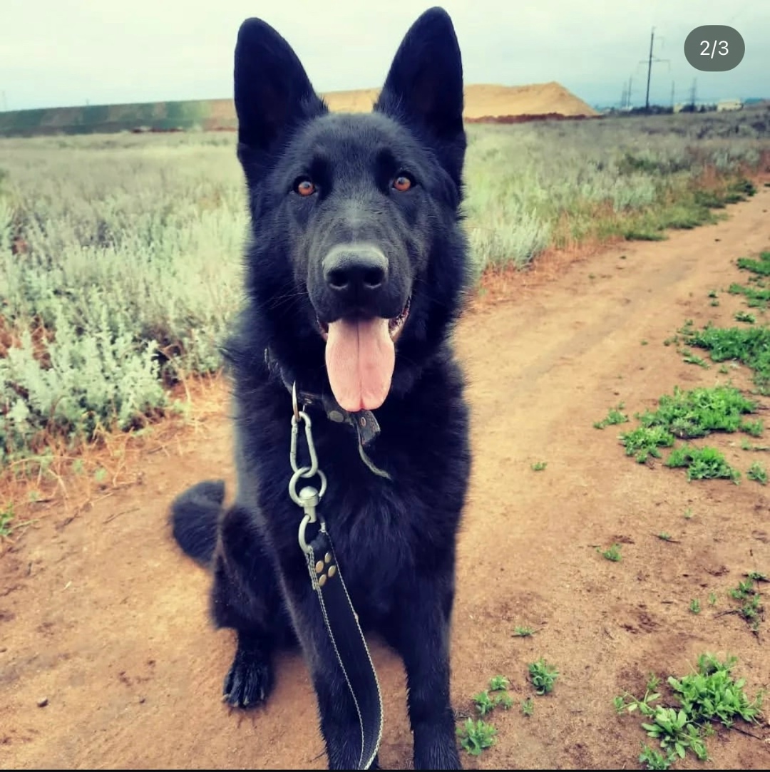 Пропала собака в Волгограде — фото объявления