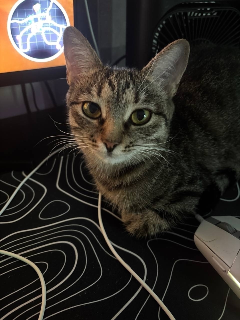 Пропала кошка в Волгограде — фото объявления