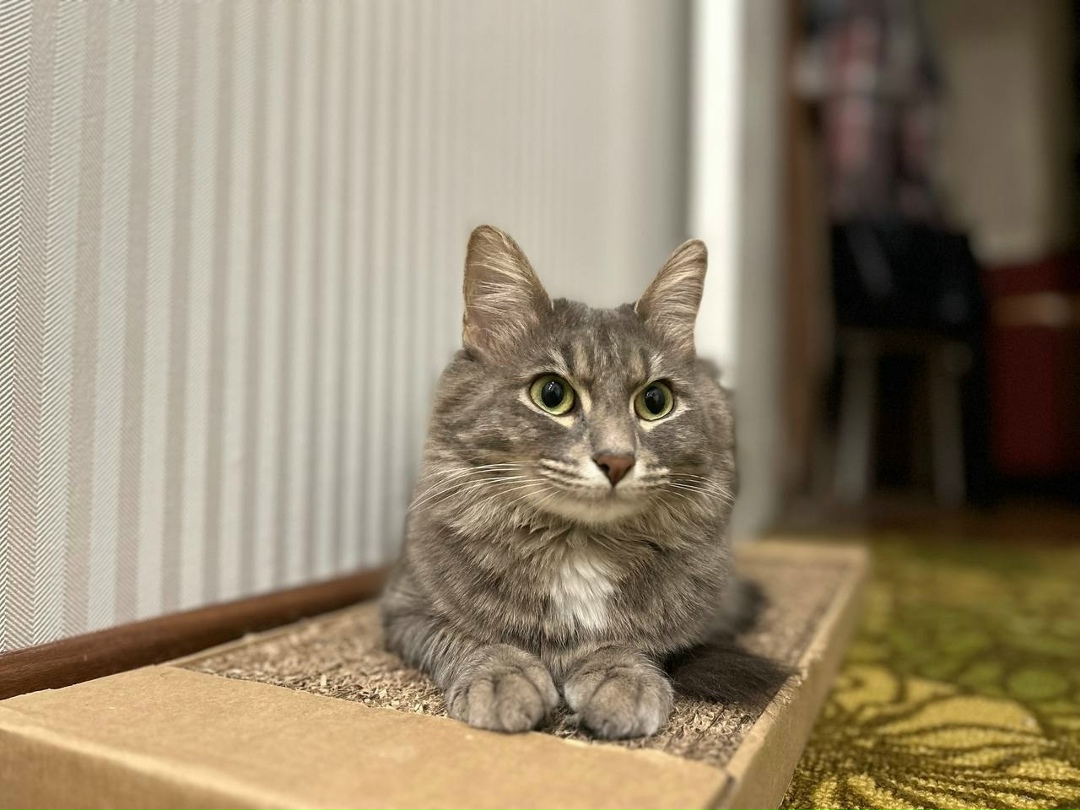 Пропала кошка в Волгограде — фото объявления