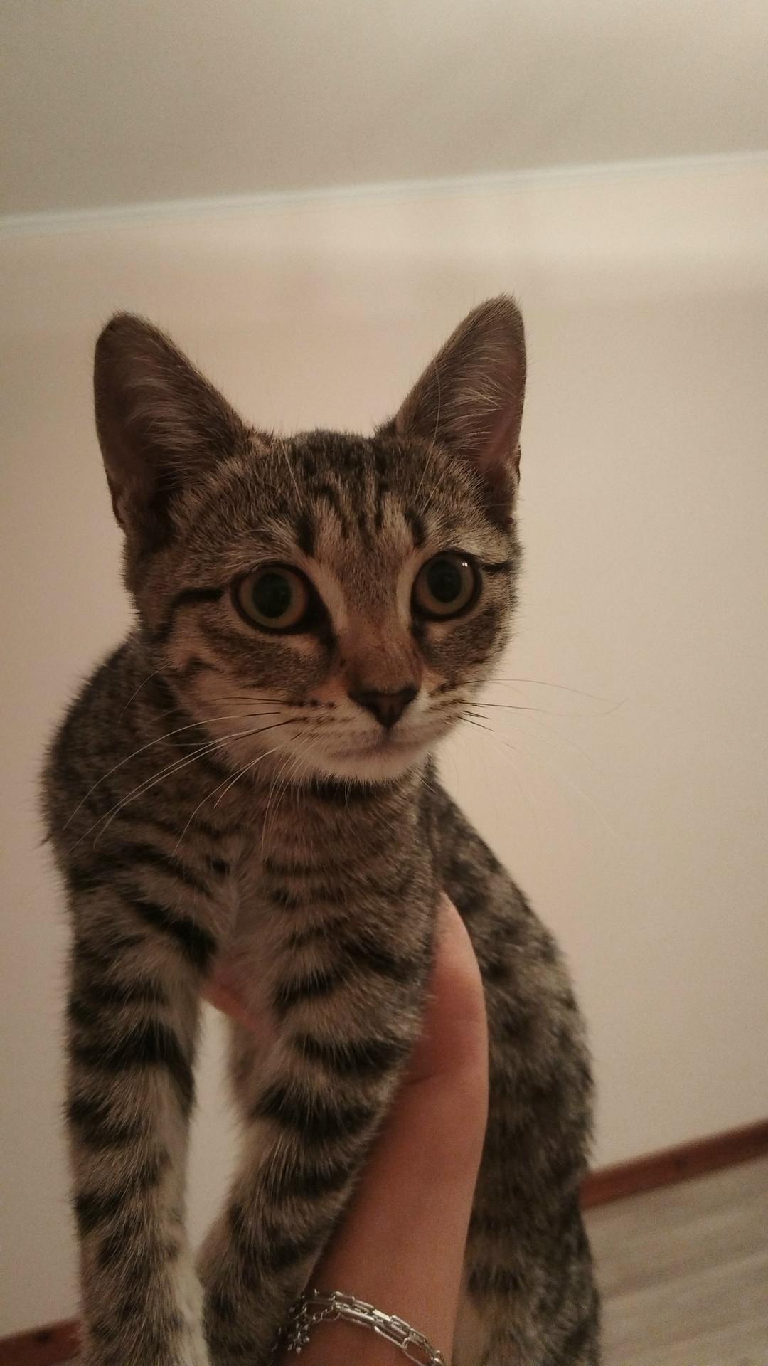 Найдена кошка в Волгограде — фото объявления