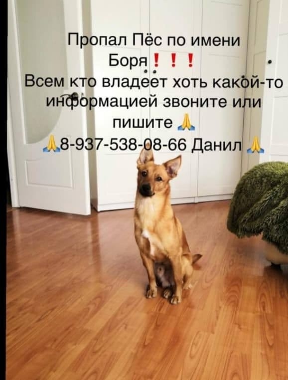 Пропала собака в Волгограде — фото объявления