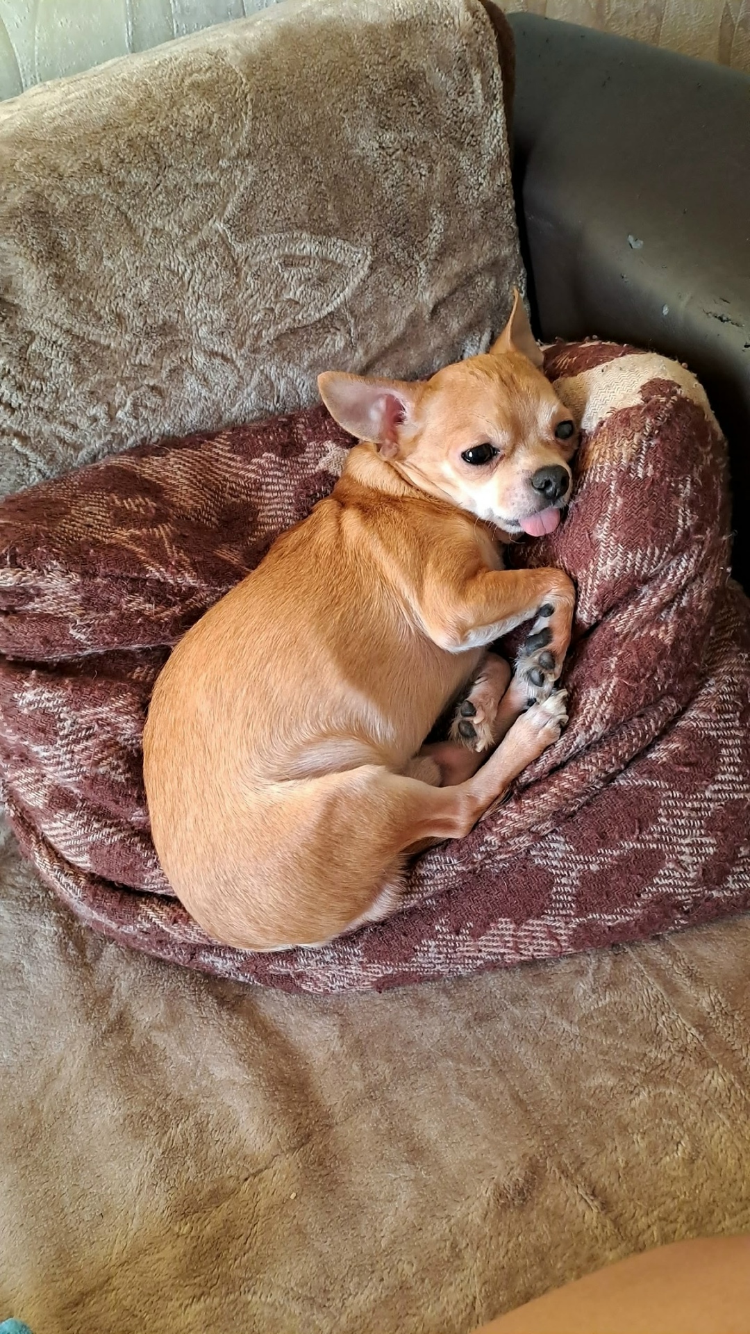 Найдена собака в Волгограде — фото объявления