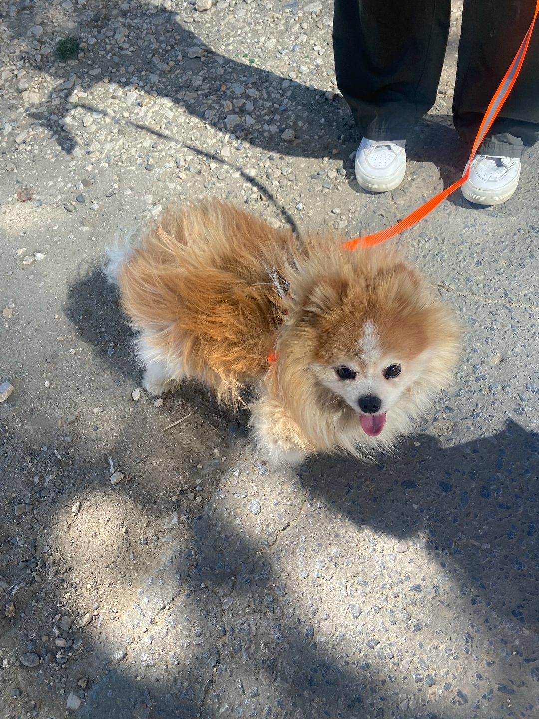 Найдена собака в Волгограде — фото объявления
