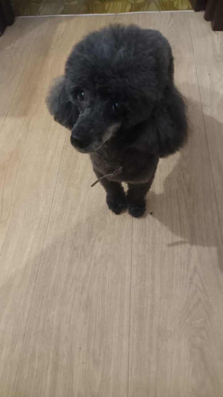 Пропала собака в Волгограде — фото объявления