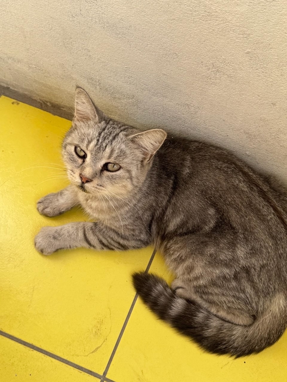 Найдена кошка в Волгограде — фото объявления