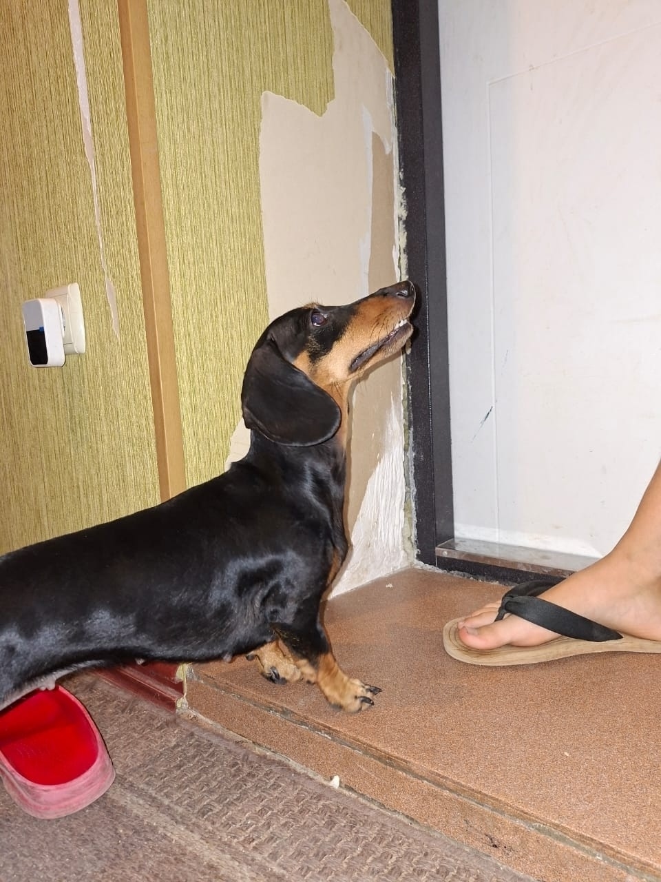 Найдена собака в Волгограде — фото объявления