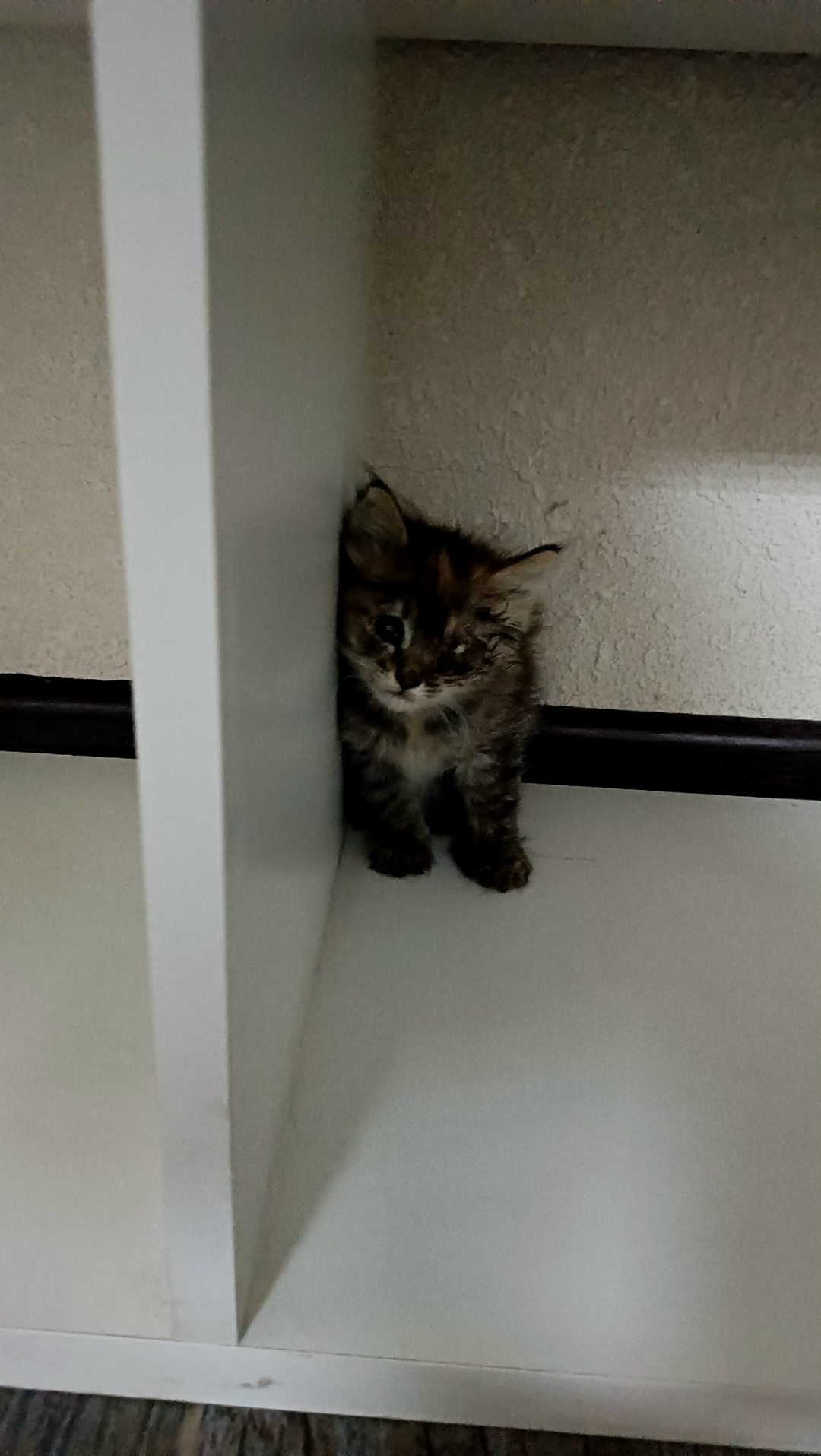 Найдена собака в Волгограде — фото объявления