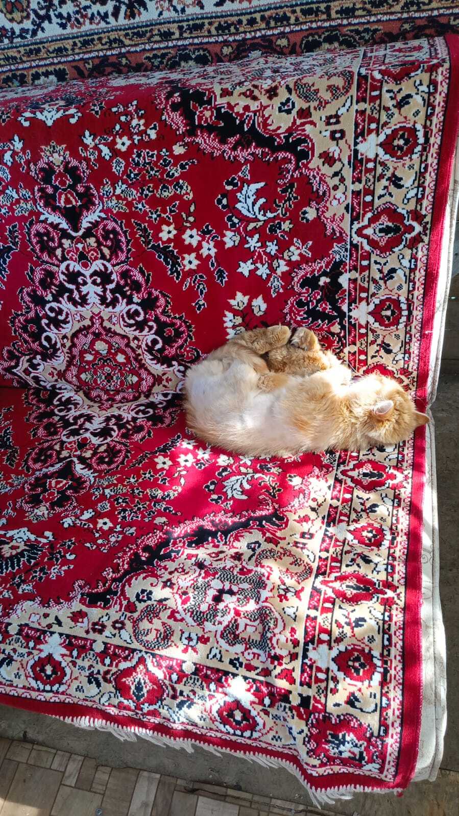 Пропала кошка в Волгограде — фото объявления