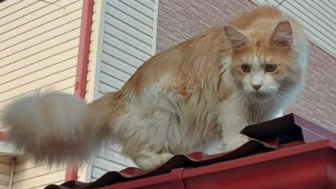 Пропала кошка в Волгограде — фото объявления