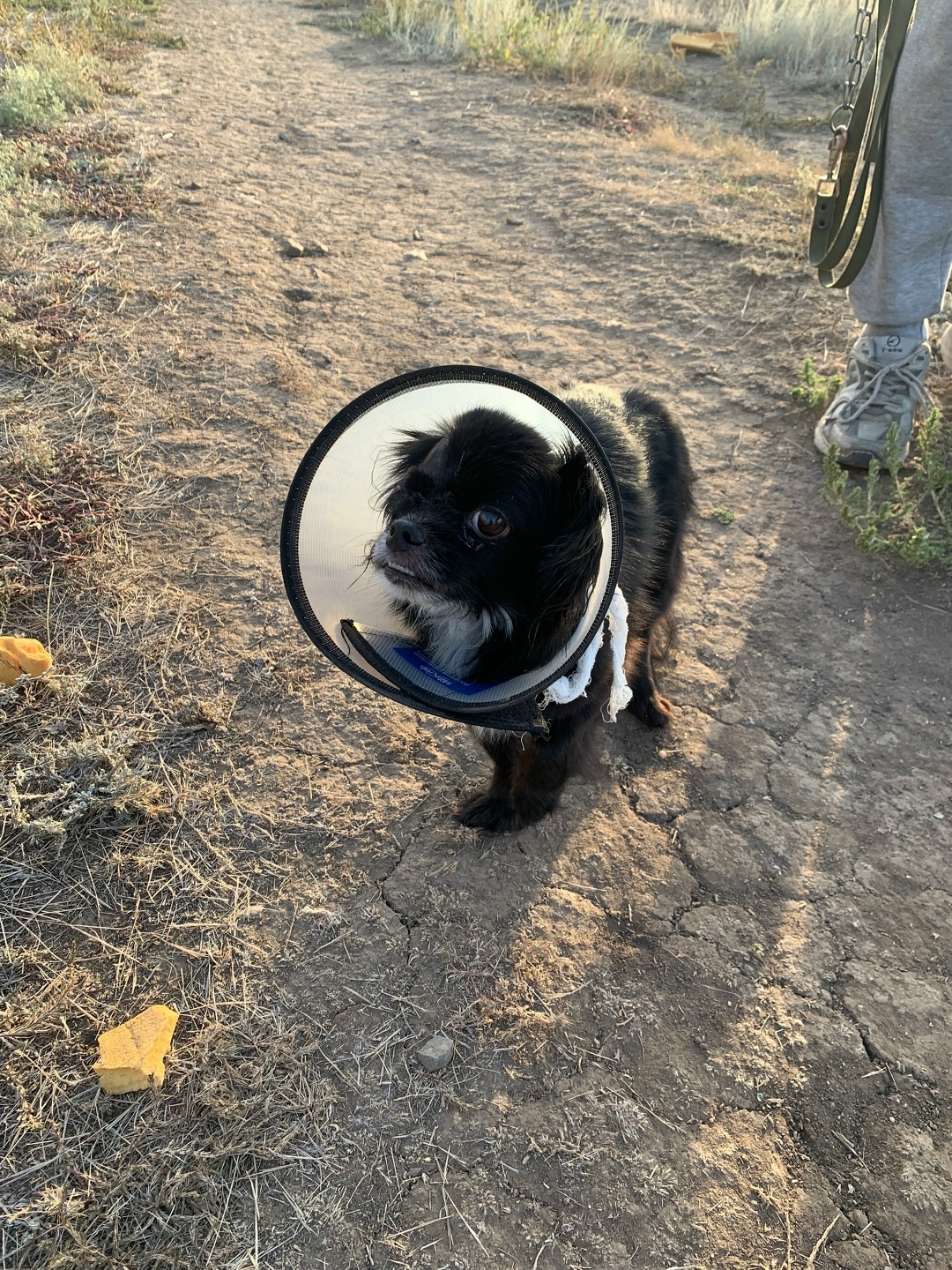 Найдена собака в Волгограде — фото объявления