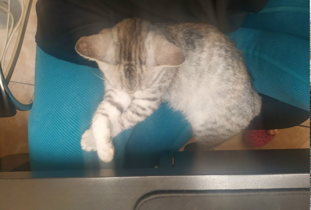 Пропала кошка в Волгограде — фото объявления