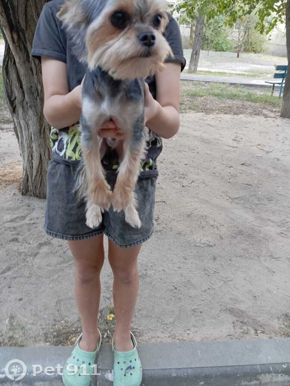 Найдена собака в Волгограде — фото объявления