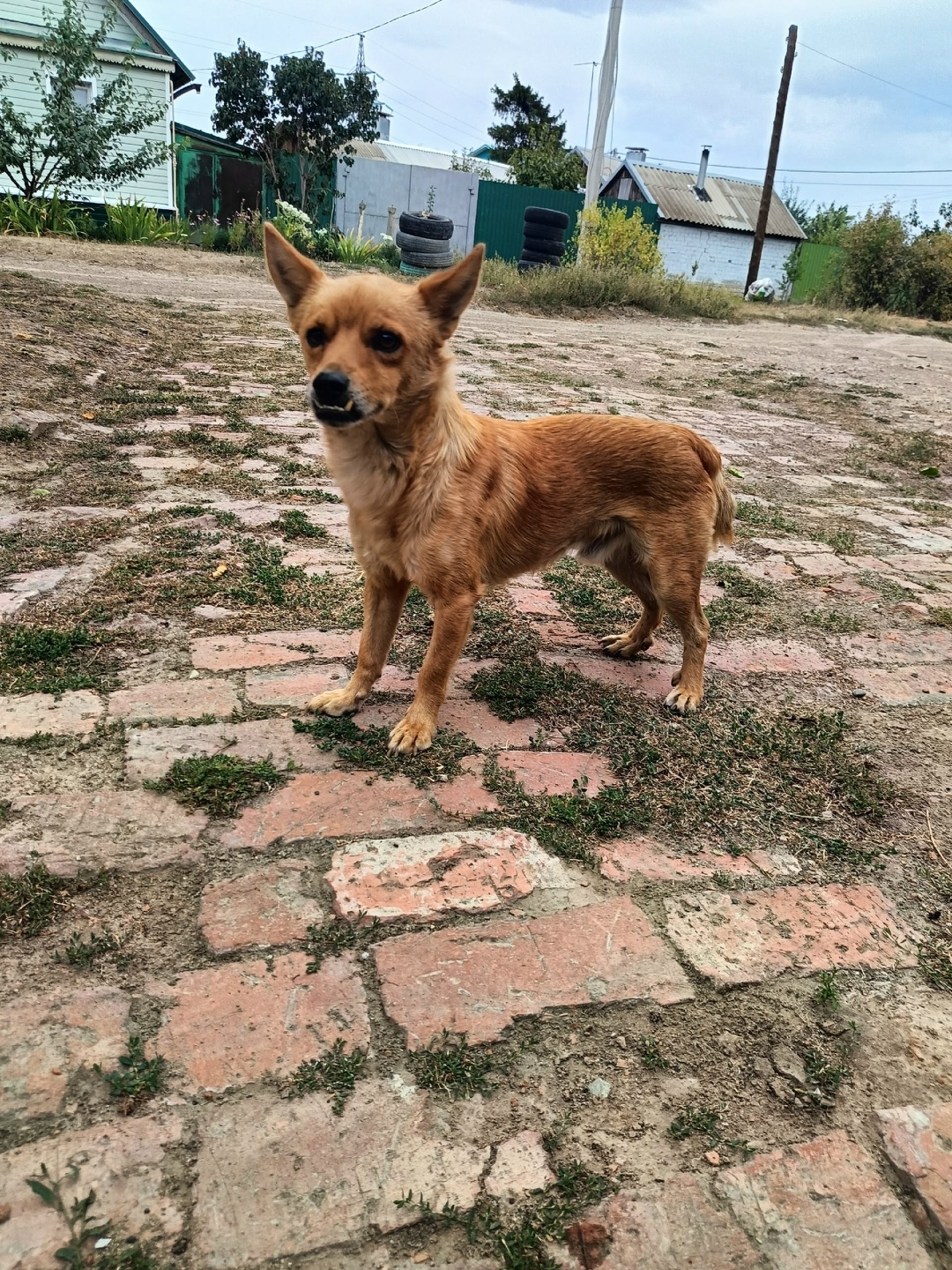 Найдена собака в Волгограде — фото объявления