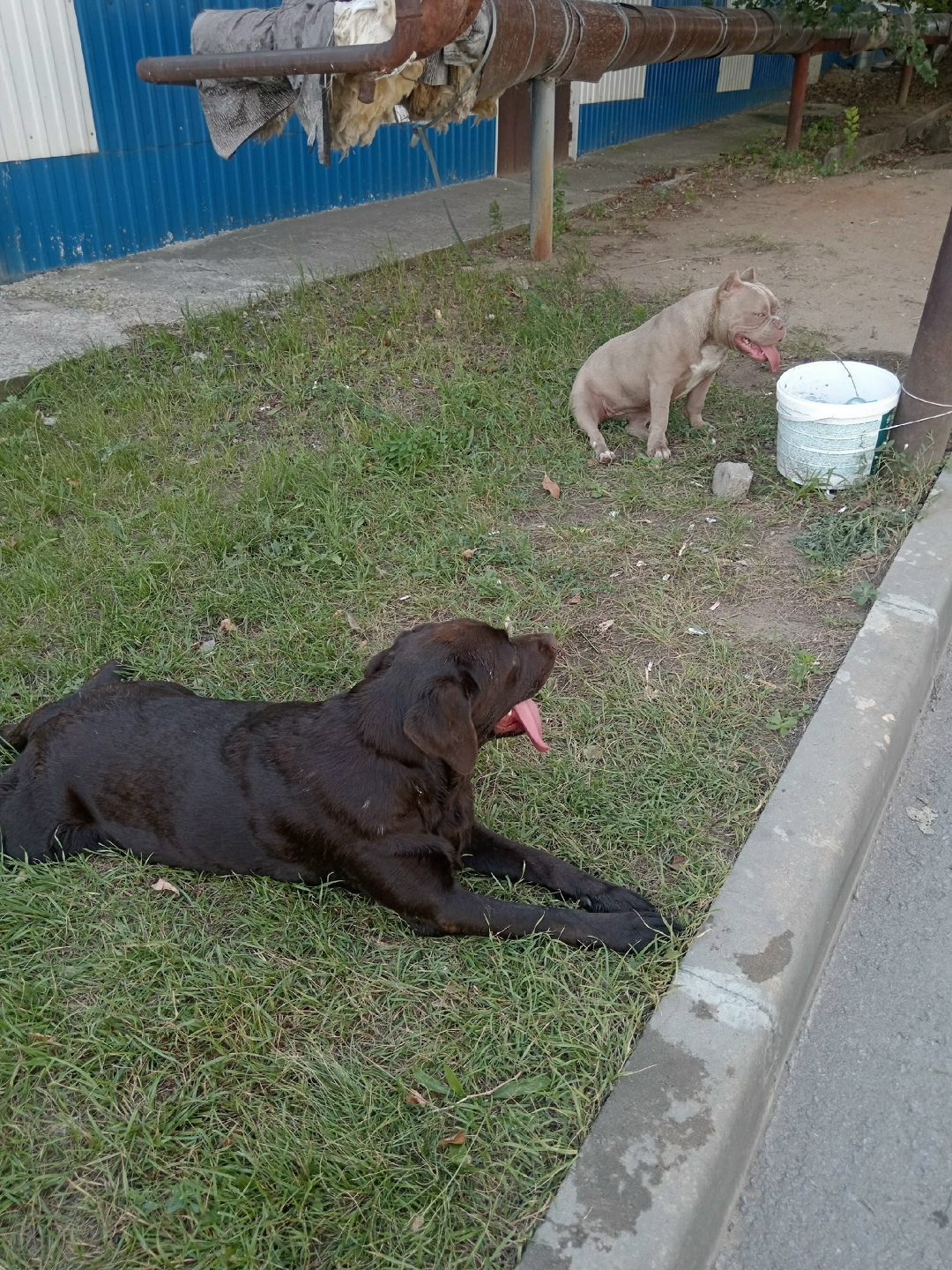 Найдена собака в Волгограде — фото объявления