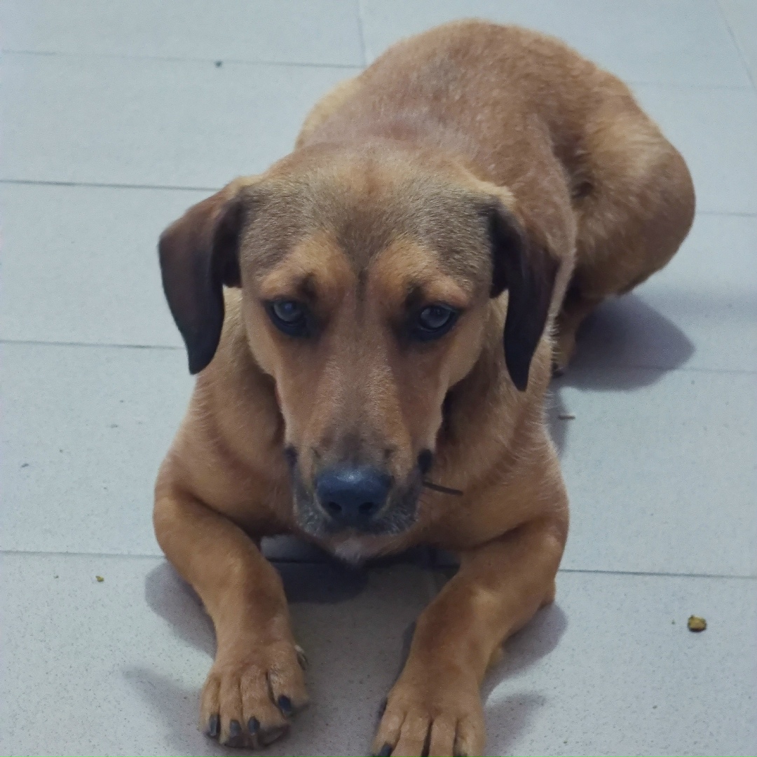 Найдена собака в Волгограде — фото объявления