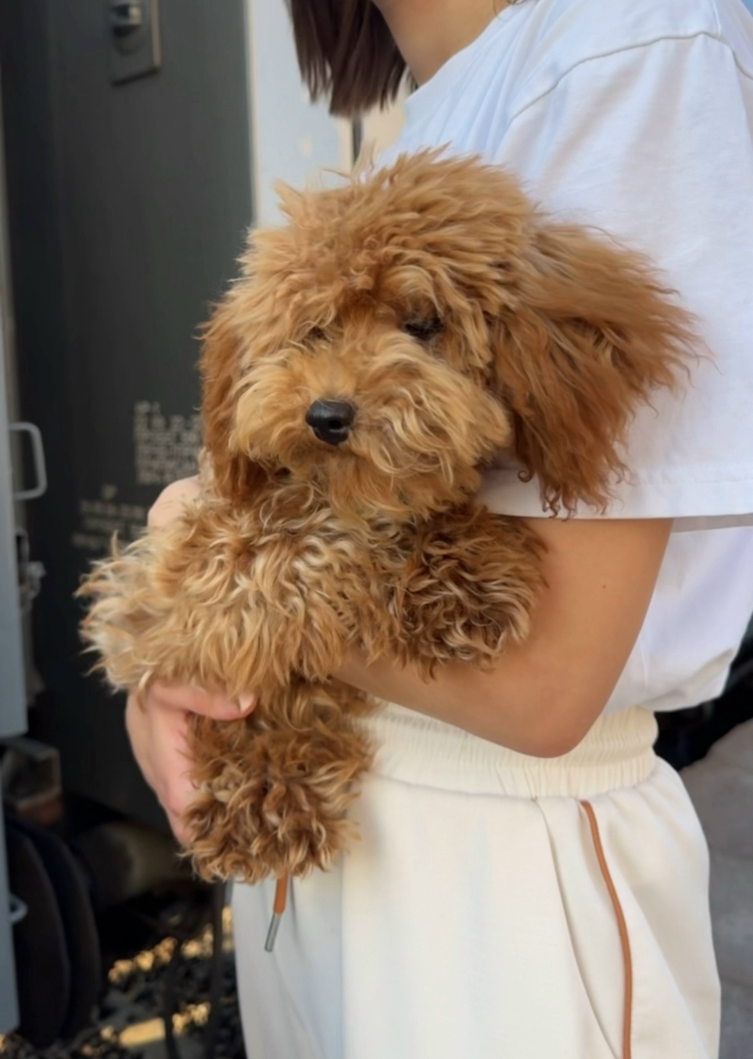 Пропала собака в Волгограде — фото объявления