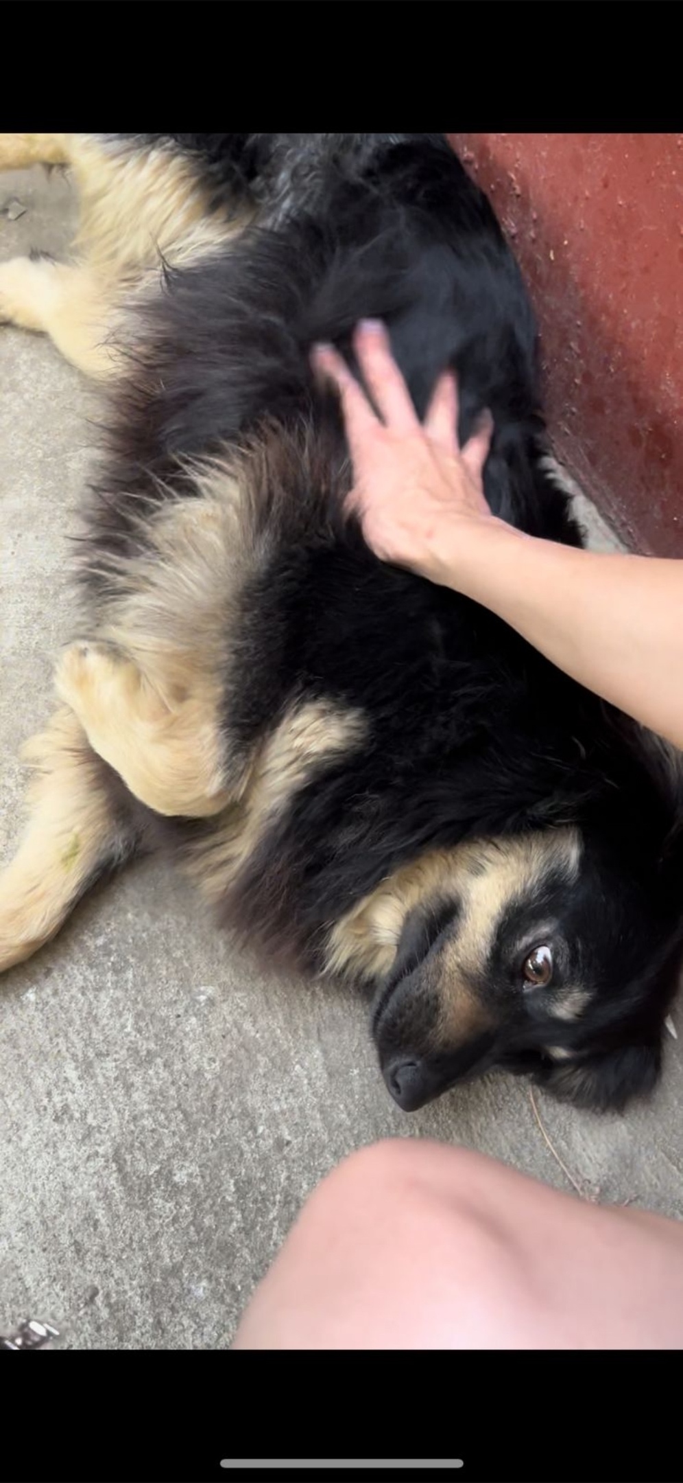 Пропала собака в Волгограде — фото объявления