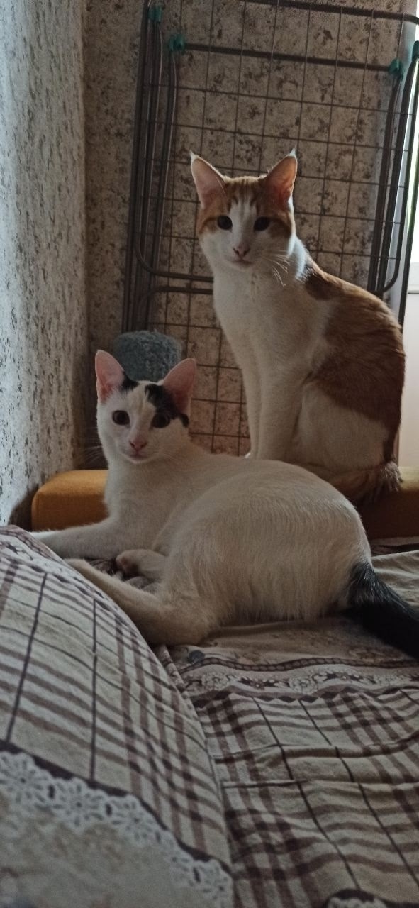 Пропала кошка в Волгограде — фото объявления